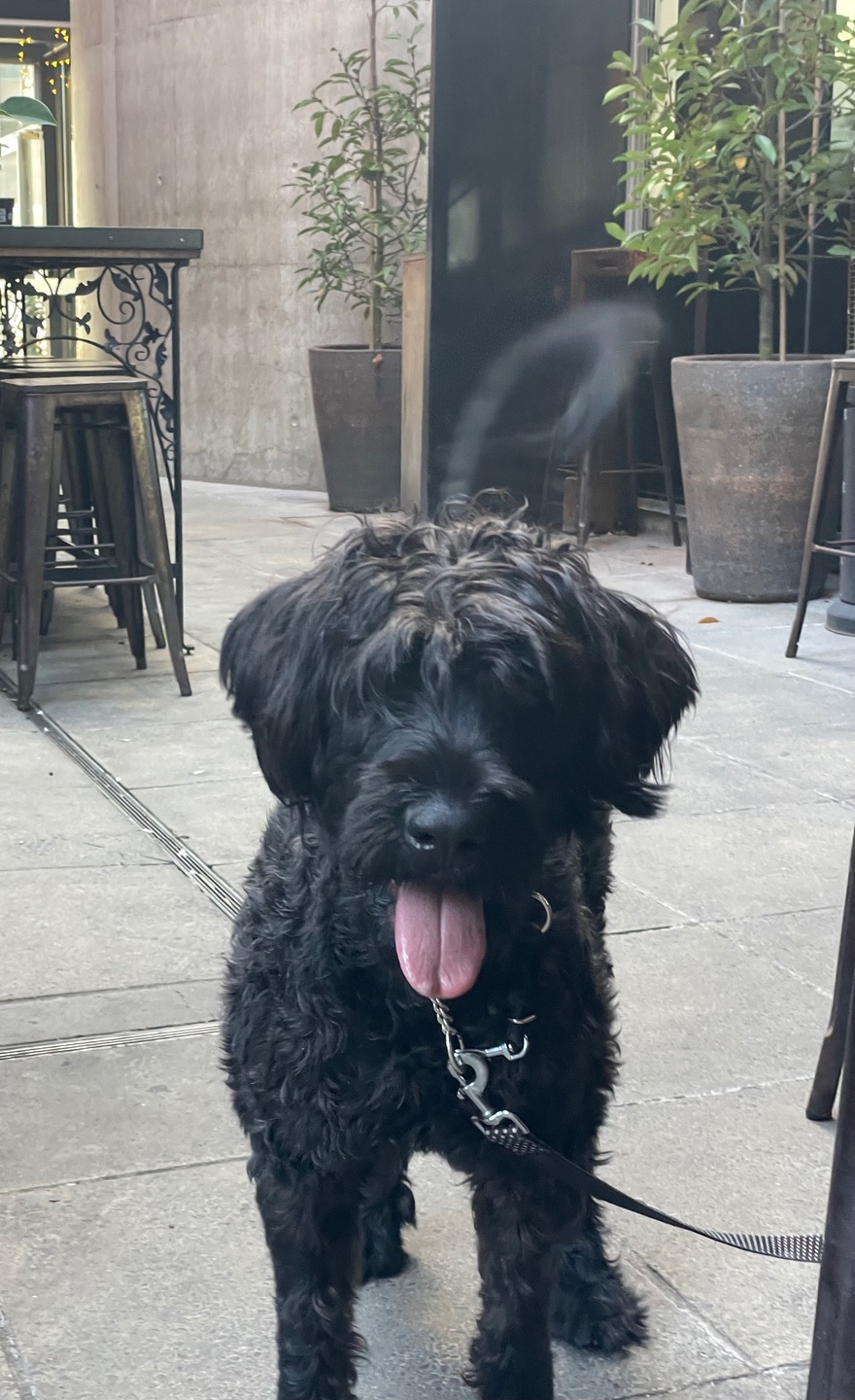 Fluffy large black dog in Cascade bar and courtyard